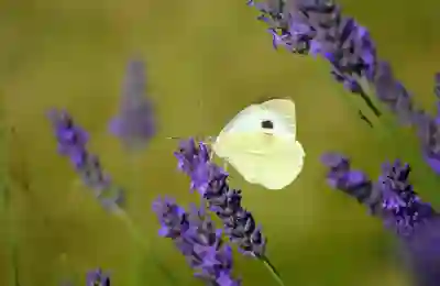 SK 멤버십 VIP 혜택 알아보자