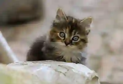 와이씨켐 주가 분석과 전망 살펴보자